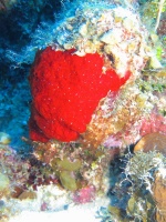 007 Red Encrusting Sponge IMG 5098